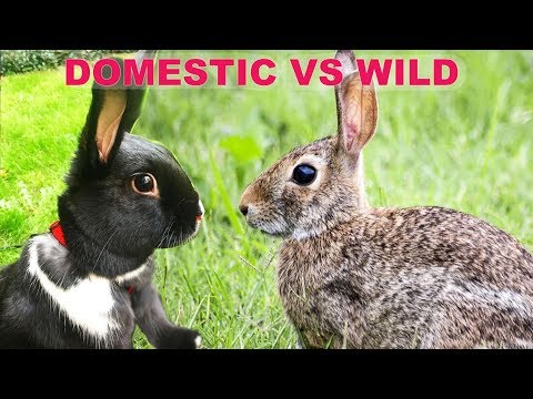 The Difference Between Wild & Domestic Rabbits!