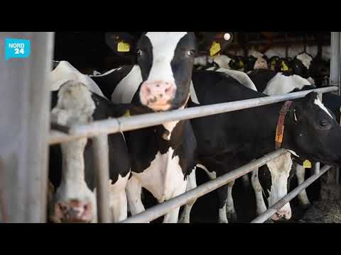 Weideaustrieb in Offenwarden (Hagen im Bremischen)