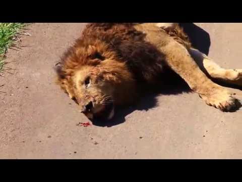 download lagu mp3 mp4 Lion Blood, download lagu Lion Blood gratis, unduh video klip Lion Blood
