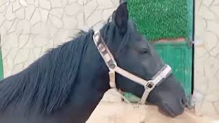 الخيول تلعب فرحا 💫O cavalo joga alegria