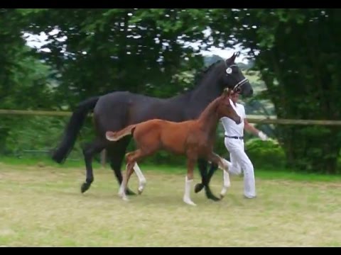 Hengstfohlen HBI Benicio x San Amor I, 07.2016