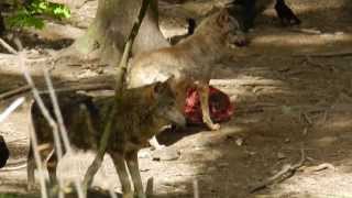 preview picture of video 'タイリクオオカミの食事の時間　カラスもいっぱい'