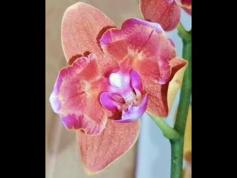 ПОТРЯСАЮЩИЙ завоз ОРХИДЕЙ в 'Elsa Orchid!ОРХИДЕИ ПОЧТОЙ,Самара,ссылки на группу - в описании.