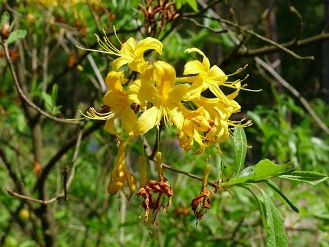 Rezerwat azalii pontyjskiej (Rhododendron luteum) Kołacznia Wola Zarczycka