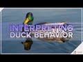 Interpreting Duck Behavior