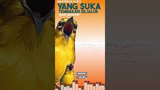 Download lagu Masteran Pleci Sejalur Terbaru mp3