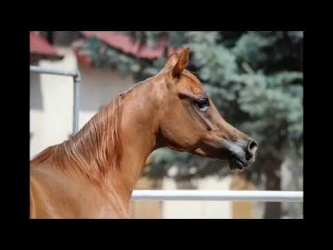 Meteora 2009, Ajman Moniscione / Masaida Al Tiglio