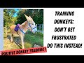 Dealing with Frustration when the Donkey doesn’t cooperate in Training sessions