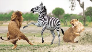 AMAZING PRIDE OF LIONS HUNTING ZEBRA LOST HERD | Zebra Try To Escape But Fail