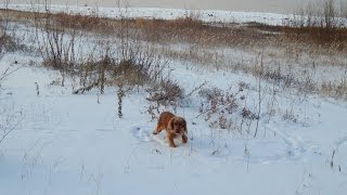 Ссылка