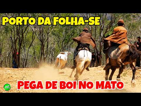 Pega de Boi no Mato: Vaquejada em Prol de Mano do Sertão em Porto da Folha-SE