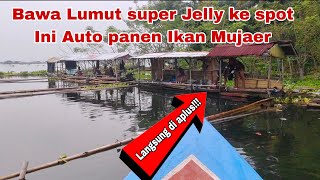 Download lagu Bawa Lumut Super Jelly Ke Spot ini Auto Panen Ikan Mujaer ‼️ Mancing Jatiluhur Terbaru  mp3