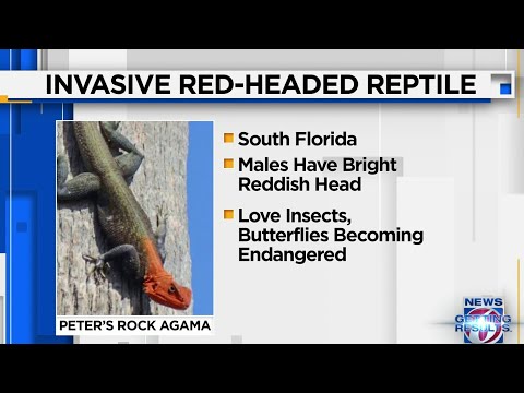 Red-headed reptiles spreading across South Florida, raising concern