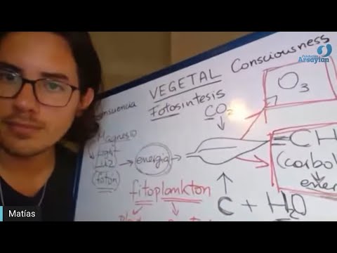 Day 356 VEGETABLE - Matias De Stefano - English Edit