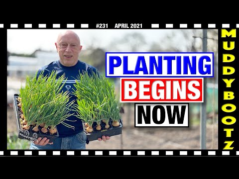 🌻231 🌻 PLANTING SHALLOTS 🌻 SOWING CARROTS 🌻 CELERY 🌻 RHINO GREENHOUSE 🌻