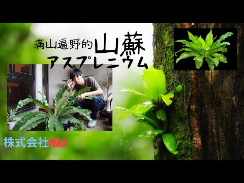山蘇 風水