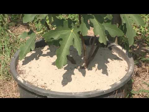 Imamo rešenje ep. 114 09.08.2021. Uzgoj smokve, Banatski Brestovac