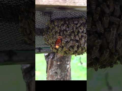 Giant Hornet Attack on Japanese Honeybees: A Desperate Defense