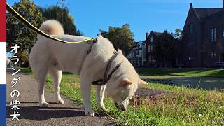 時間が無い時ほど 道草を食う柴犬| 柴犬柿丸・オランダ散歩と環境音