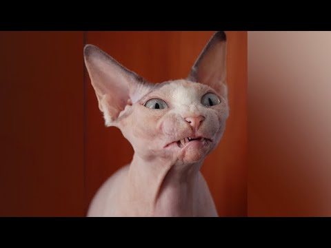 Funniest SPHYNX CATS! - You'll have LAUGH of your day :)