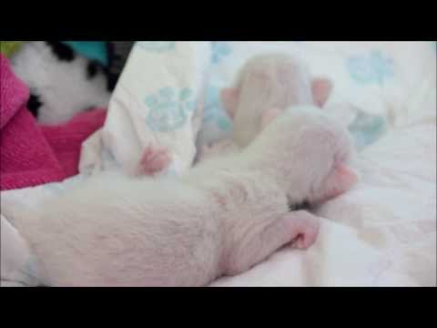 ♡ Newborn Siamese Kittens ♡