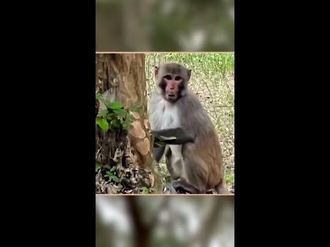 Florida city issues warning to stay away from wild monkeys