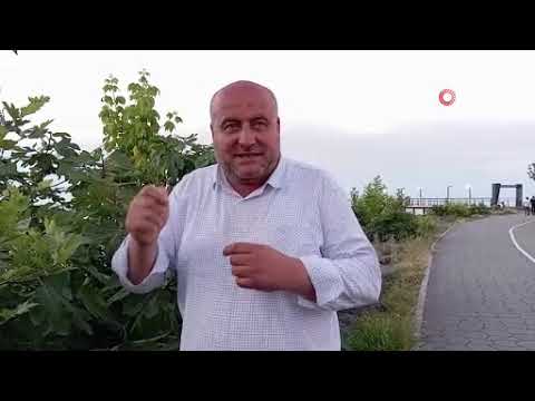 Şehir merkezinde otomobili arılar sardı