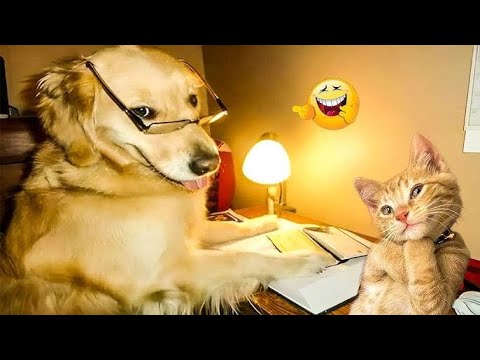 Cute baby cat and dog love with happiness funniest  video