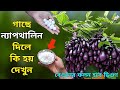 গাছে ন্যাপথালিন দিলে কি হয় দেখুন বেগ�