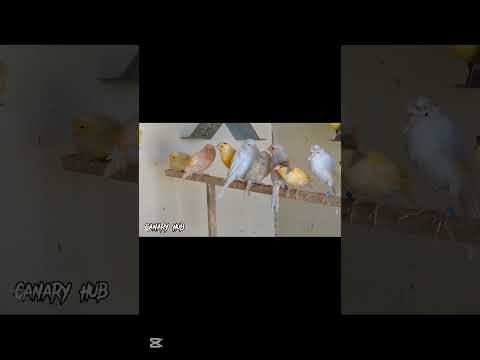 The ultimate canary singing video from a legend - Powerful training song