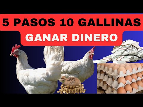 , title : '🐔💰COMO HACER tú negocio criando 10 gallinas desde cero🐔💰'