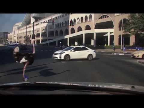 OSTRICH ON HOVER BOARD IN DUBAI - #Unbelievable