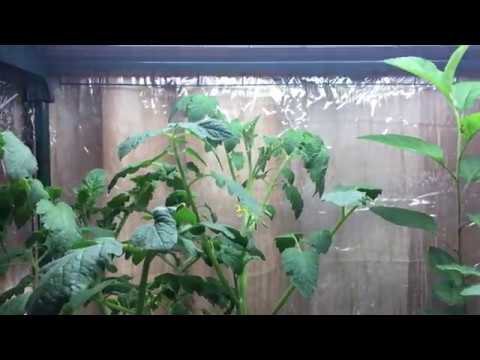Hydroponic Cherry Tomato Plant Fruits, Flowers and Transplants Kratky System
