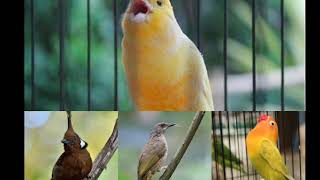 Download lagu Masteran burung murai yang paling banyak dicari   suara air mengalir mp3