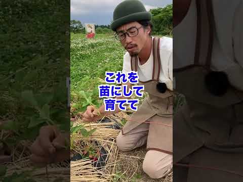 イチゴを移植する時期と方法は？収穫を最適化する移植システム  庭園