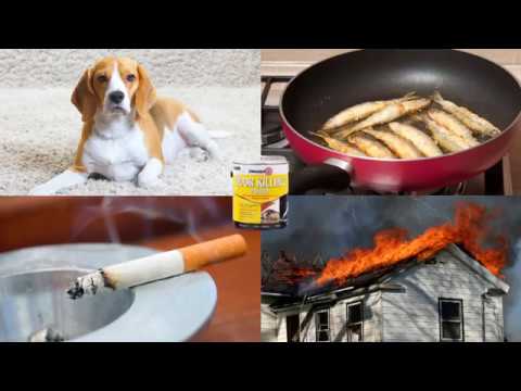 Thumbnail for Eliminate Pet, Tobacco & Fire Odors with Zinsser Odor Killing Primer