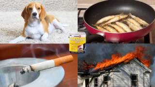 Thumbnail for Eliminate Pet, Tobacco & Fire Odors with Zinsser Odor Killing Primer