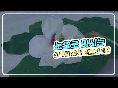 download lagu mp3 mp4 Magnolia Flower Tea Recipe, download lagu Magnolia Flower Tea Recipe gratis, unduh video klip Magnolia Flower Tea Recipe