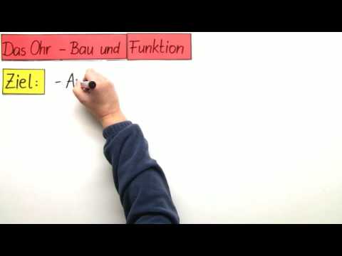 DAS OHR | BAU UND FUNKTION | Biologie | Biologie des Menschen (Mittelstufe)