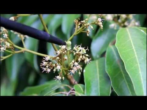 Lychee Flowering