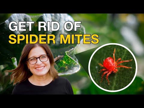SPIDER MITES in the Garden? Identify, Prevent & Treat Organically