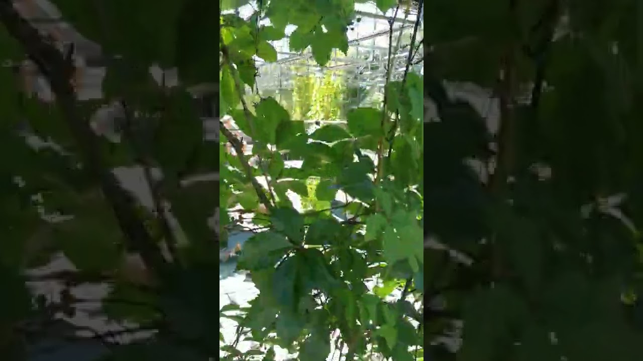 YouTube Short thumbnail