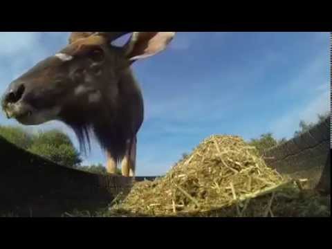 GGB Tony the Nyala Bull Feeding