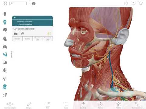 Osteocondrosi toracica e tacchi Squalo crema di olio balsamo per le articolazioni e muscoli