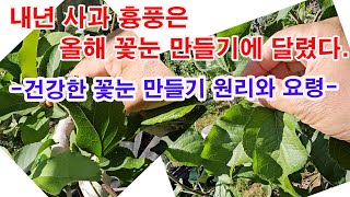 내년 사과 농사 흉풍은 올해 꽃눈 만들기에 달렸다.(건강한 꽃눈 만들기 원리와 요령, 사과 신초 정리, 신초…