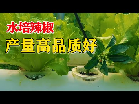 水培辣椒