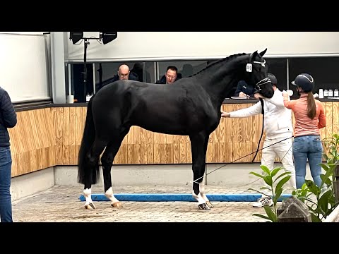 Sarai L (Secret x For Romance) first viewing KWPN- 29 dec 2023