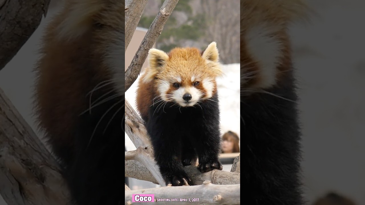 雪解け進む放飼場をゆったり歩くレッサーパンダのココ（2017年4月3日撮影）