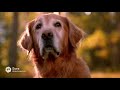 Homeward Bound The Incredible Journey 1993