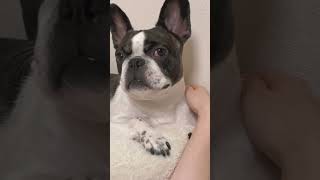 ベッドでドヤ顔で居座るワンコ🐶#shorts　　　　　　　　　　　　　　　　　　　　　　　　 "A dog smugly lounging on the bed 🐶"